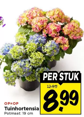 Tuinhortensia