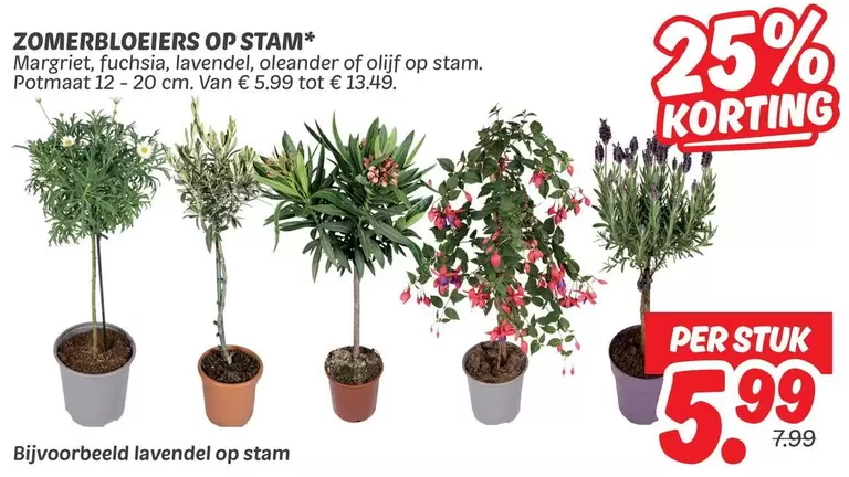 Op - Zomerbloeiers op stam