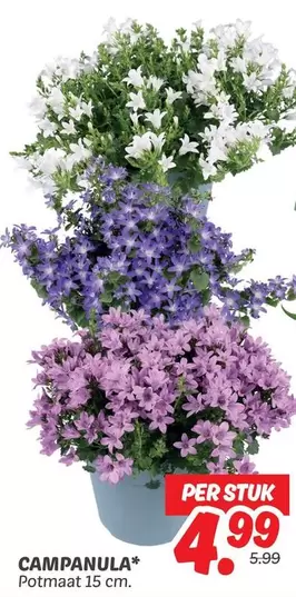 CAMPANULA*