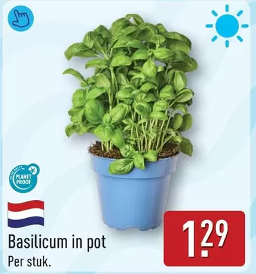 Basilicum in pot