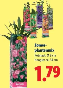 Zomerplantenmix 62624