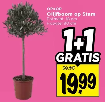 Op - Olijfboom op Stam
