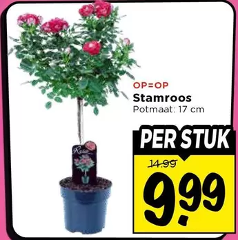 Stamroos