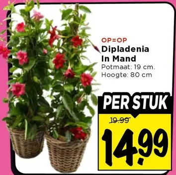 Diplanten In Mand
