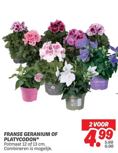 Franse geranium of platyclodon