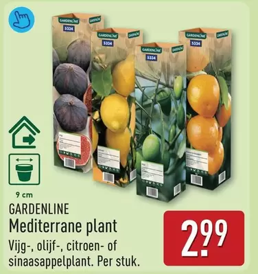 plant - Mediterrane