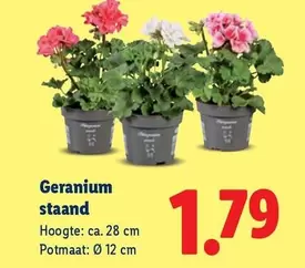Geranium staand