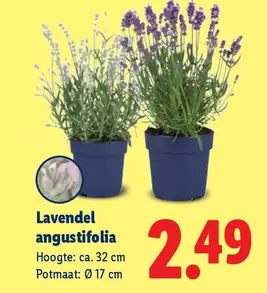 Lavendel angustifolia