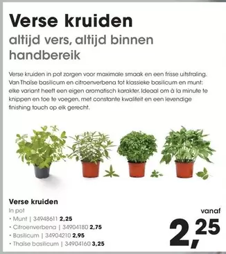 Op - Verse kruiden