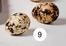 Quail eggs