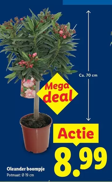 mega - Oleander boompje