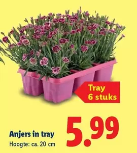 Anjers in tray