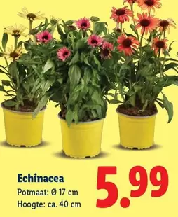 Echinacea