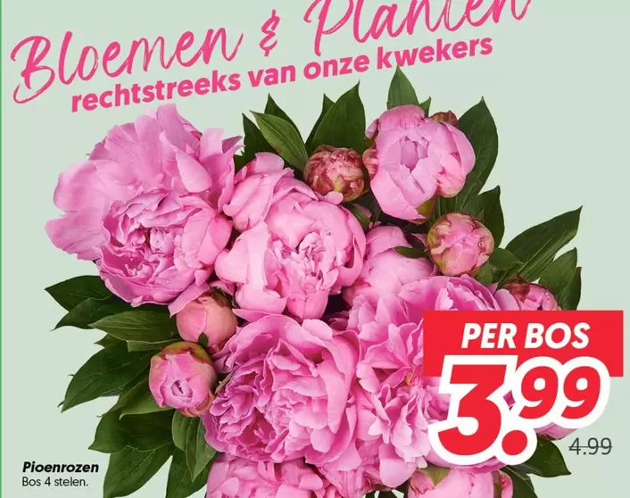 Pioenrozen