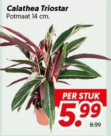 Calathea Triostar