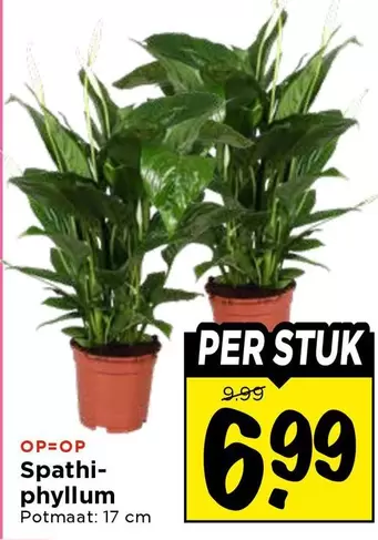 Spathi-phyllum