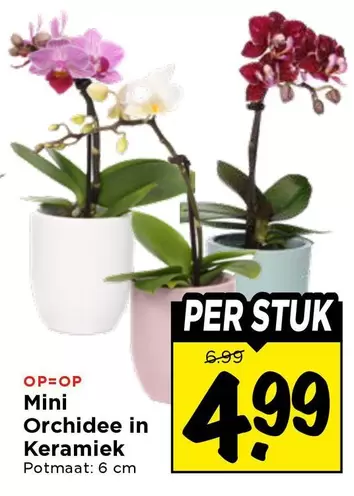 Mini Orchidee in Keramiek