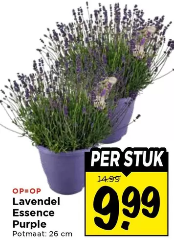 Lavendel Essence Purple