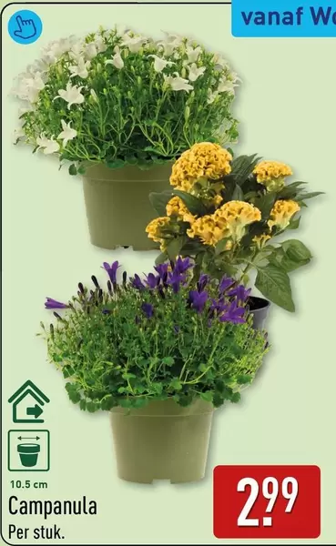 Campanula
