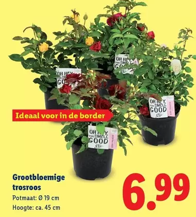 De - Grootbloemige trosroos