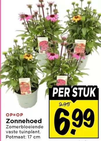 Zonnehoed