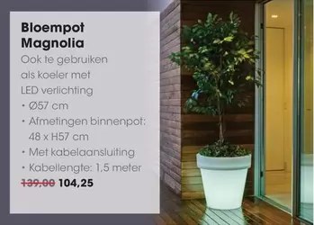 Magnolia - Bloempot