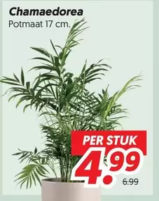 Chamaedorea