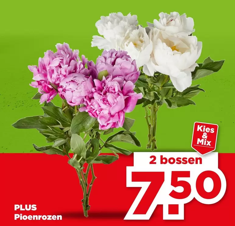 Mix - Pioenrozen