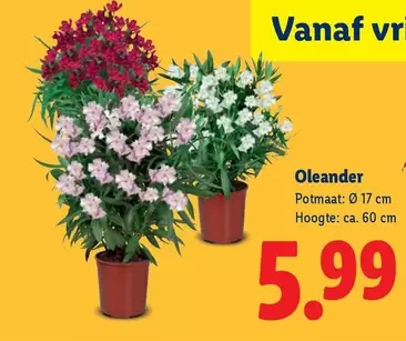Oleander