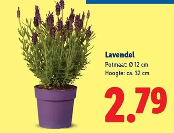 Lavendel