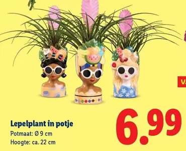 Lepelplant in potje