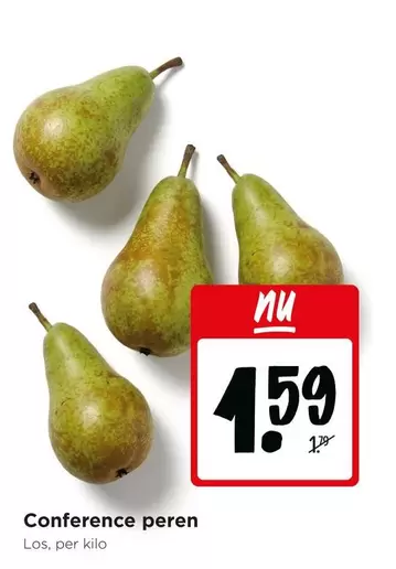 Jumbo - Conference peren