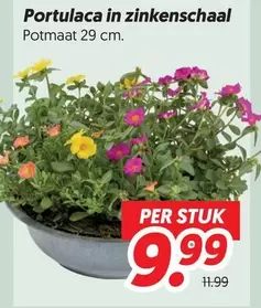 Portulaca in zinkenschaal