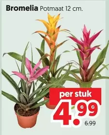 Bromelia Potmaat