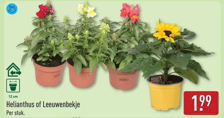 Helianthus of Leeuwenbekje