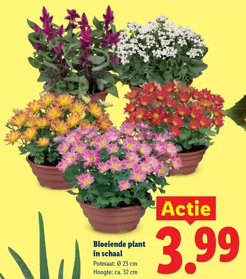 plant - Bloeiende in schaal