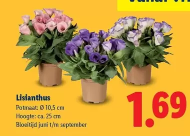 juni - Lisianthus