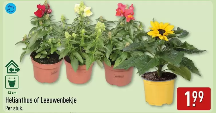 Helianthus of Leeuwenbekje