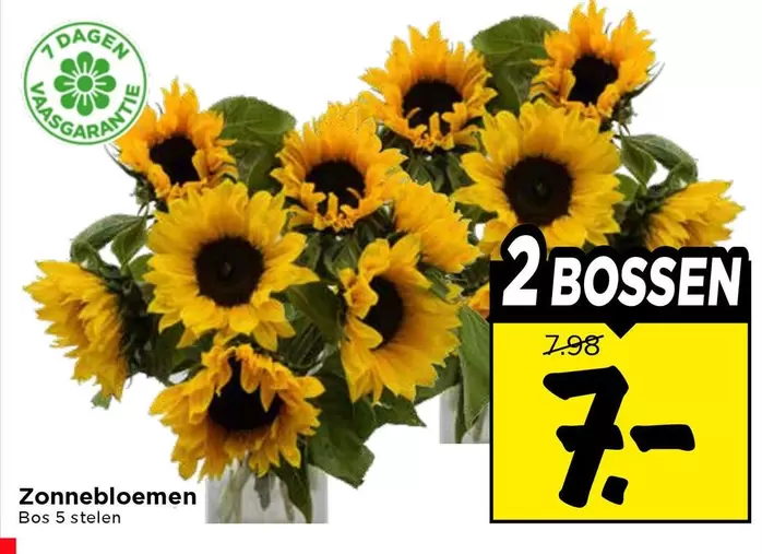 Zonnebloemen