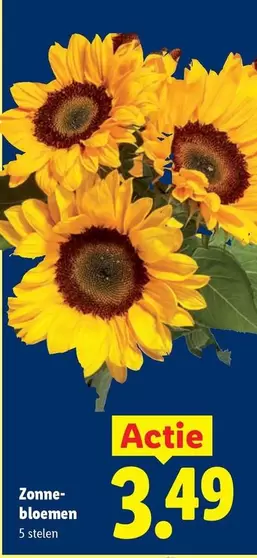 Zonnebloemen