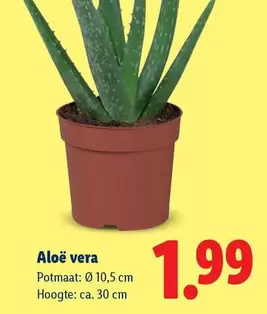 Aloë vera