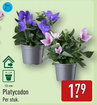 Platycodon