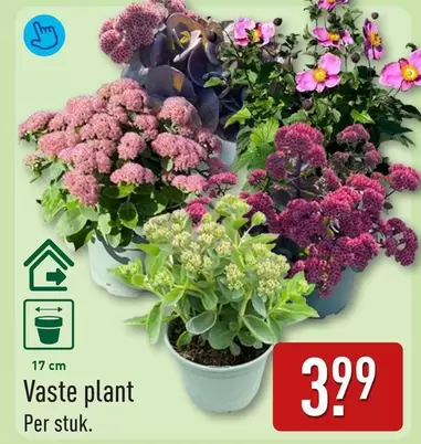 plant - Vaste