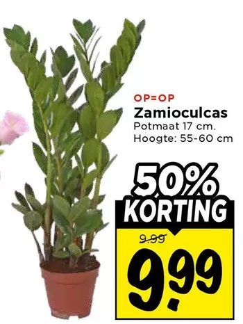 Op - Zamioculcas