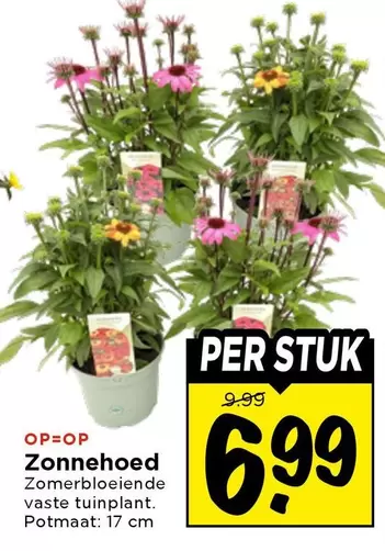 Zonnehoed