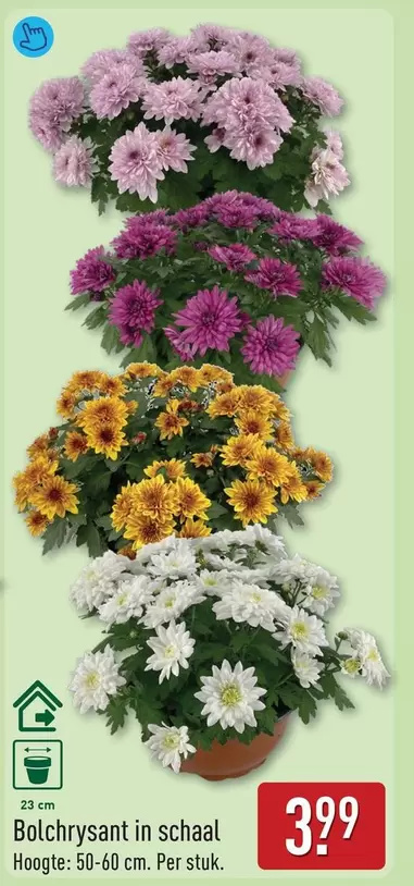 Bolchrysant in schaal