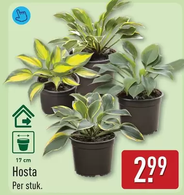 Hosta