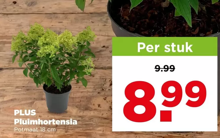 Pluimhortensia