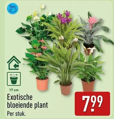 plant - Exotische bloeiende