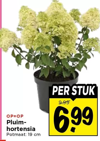 Pluimhortensia